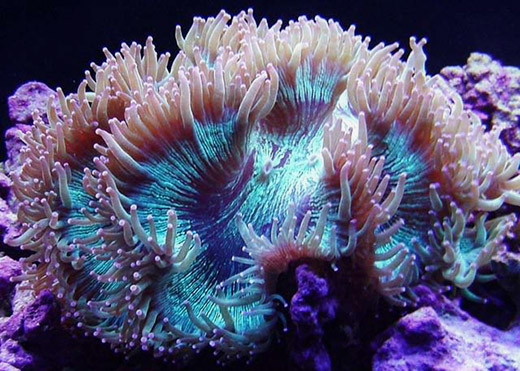 свойства коралла
